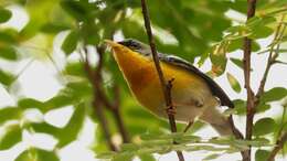 Image of Tropical Parula