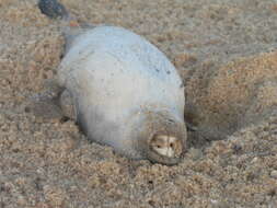 Image of Banded Puffer