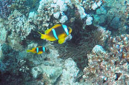 Image of Clownfish