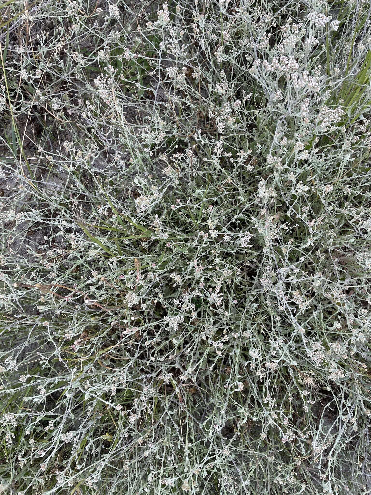 Sivun Helichrysum indicum (L.) Grierson kuva