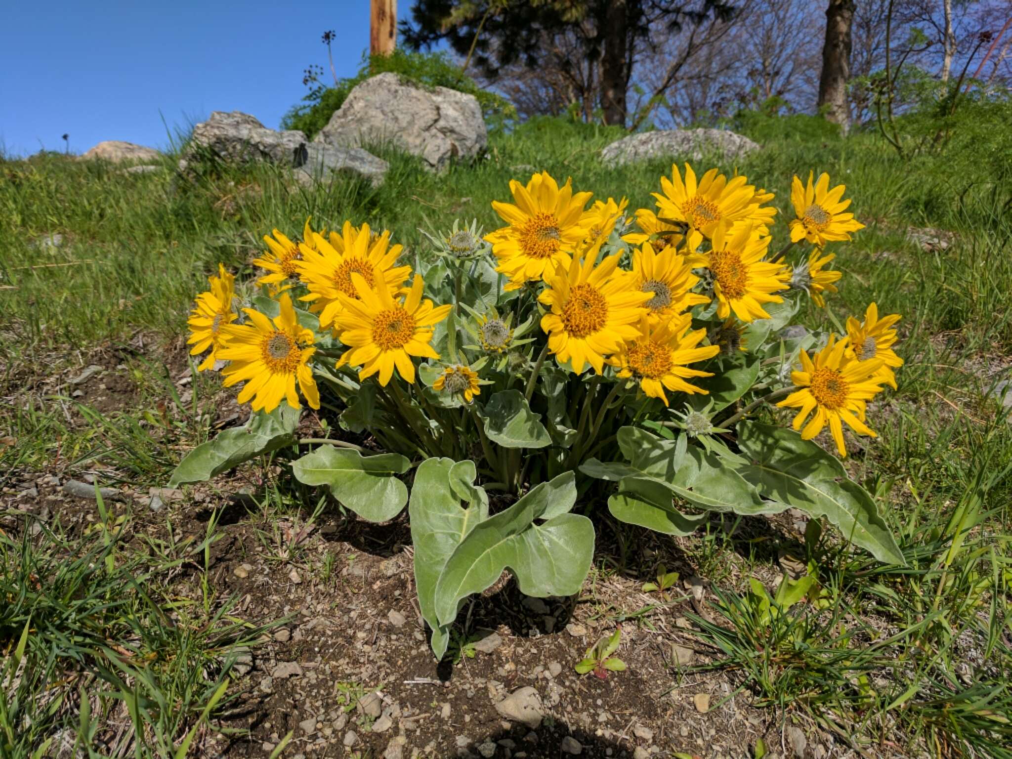 Image of arrowleaf balsamroot