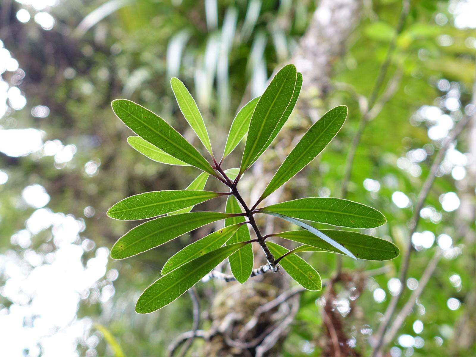 Image of Pittosporum kirkii Hook. fil. ex T. Kirk