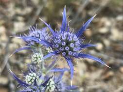 Eryngium dilatatum Lam. resmi