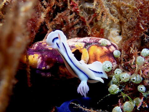 Image de Chromodoris lochi Rudman 1982