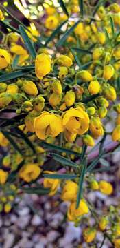 Image of Senna artemisioides subsp. zygophylla