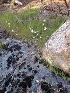 Image of Bolander's woodland-star