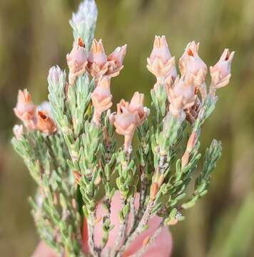 Image of Erica modesta Salisb.