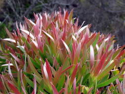 Plancia ëd Leucadendron xanthoconus (Kuntze) K. Schum.