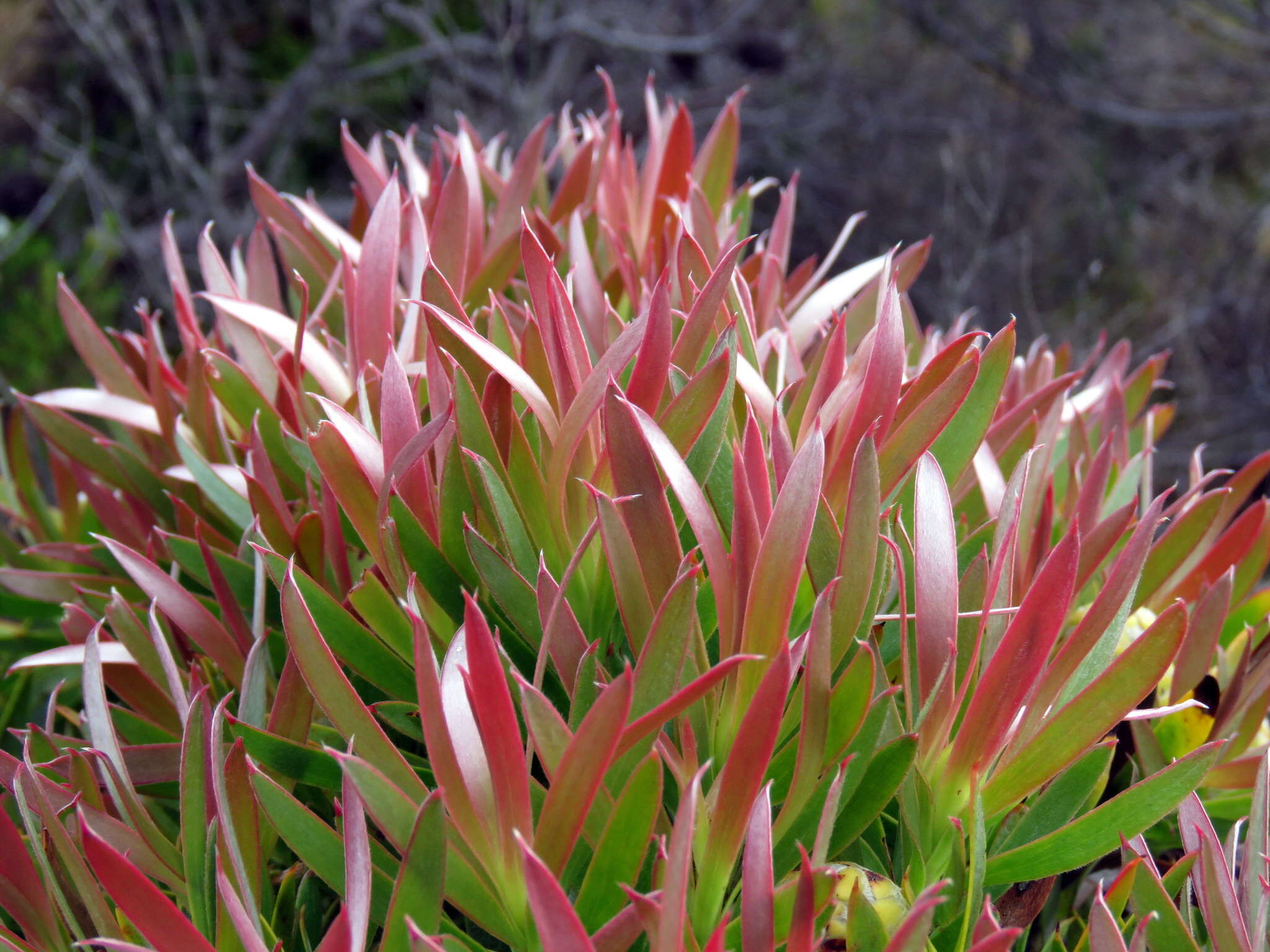 Plancia ëd Leucadendron xanthoconus (Kuntze) K. Schum.