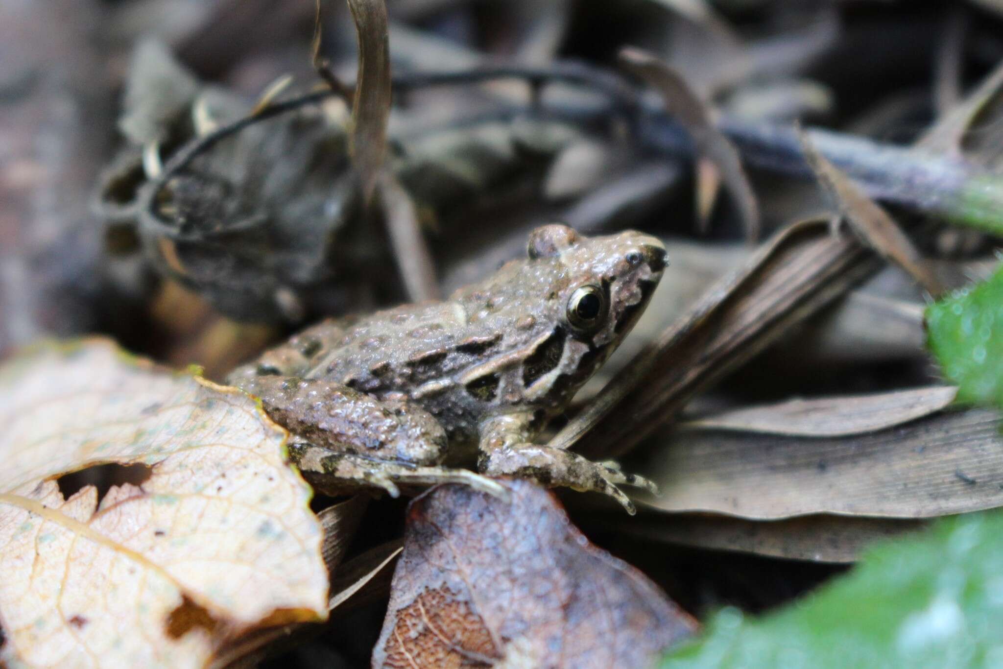 Image of Iberian Painted Frog