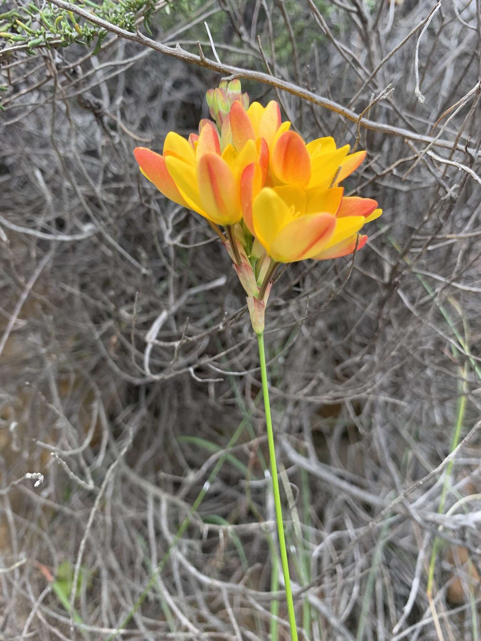 Image of Ixia dubia Vent.