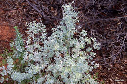 Image of Chenopodium curvispicatum P. G. Wilson