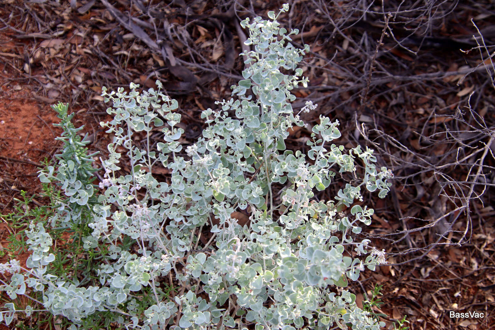 Image of Chenopodium curvispicatum P. G. Wilson