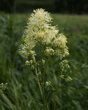 Image of Thalictrum lucidum L.