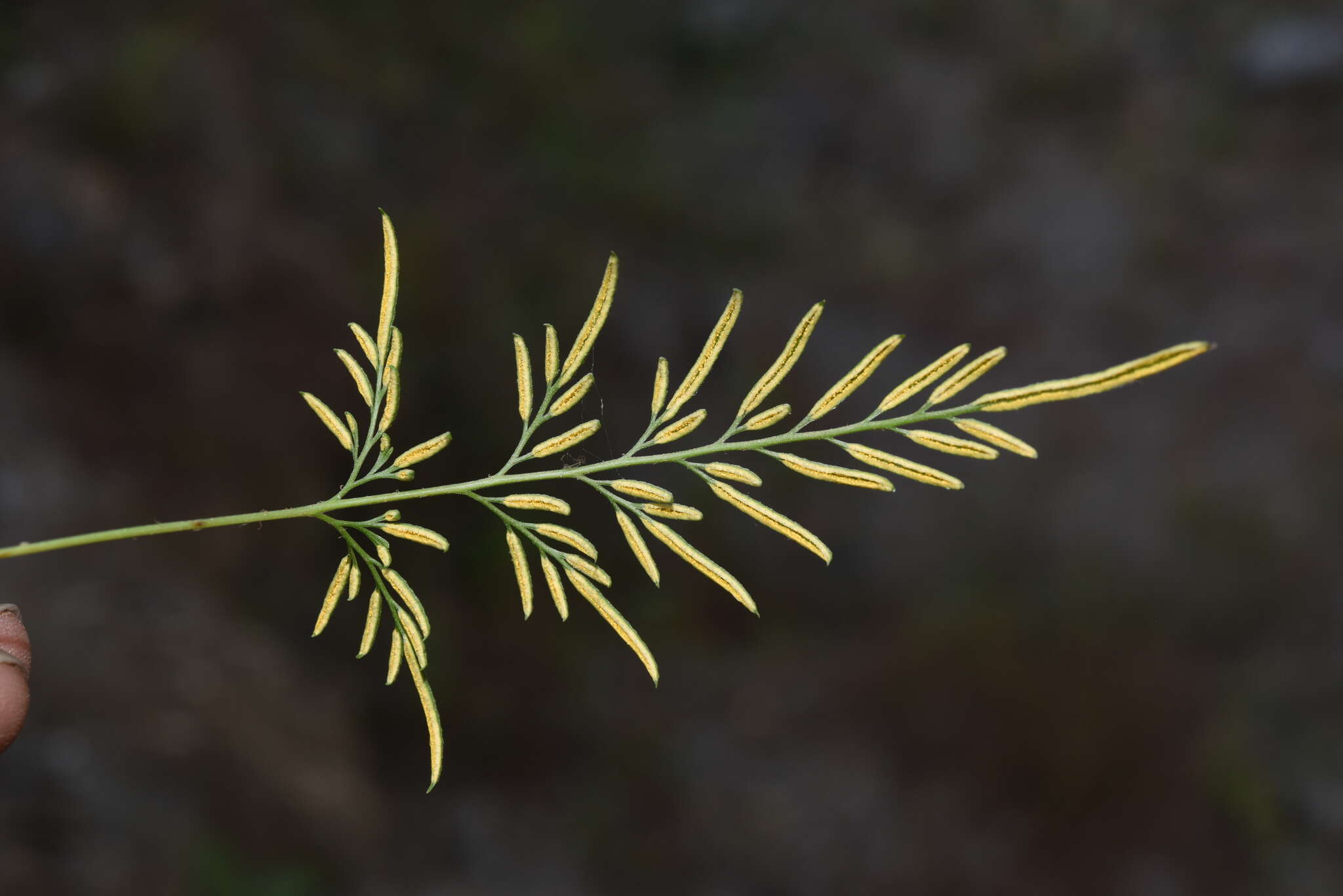 Image of Onychium siliculosum (Desv.) C. Chr.