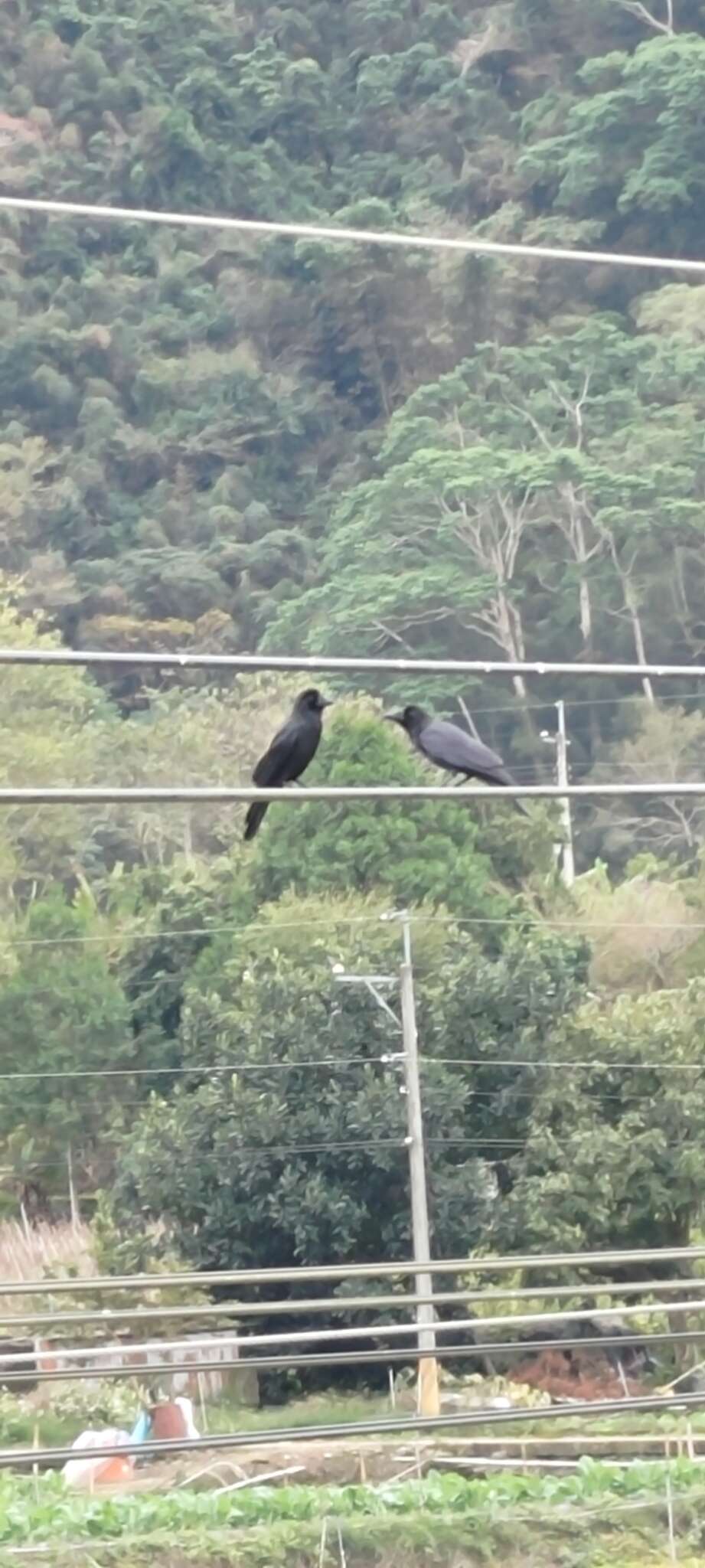 Imagem de Corvus macrorhynchos colonorum Swinhoe 1864