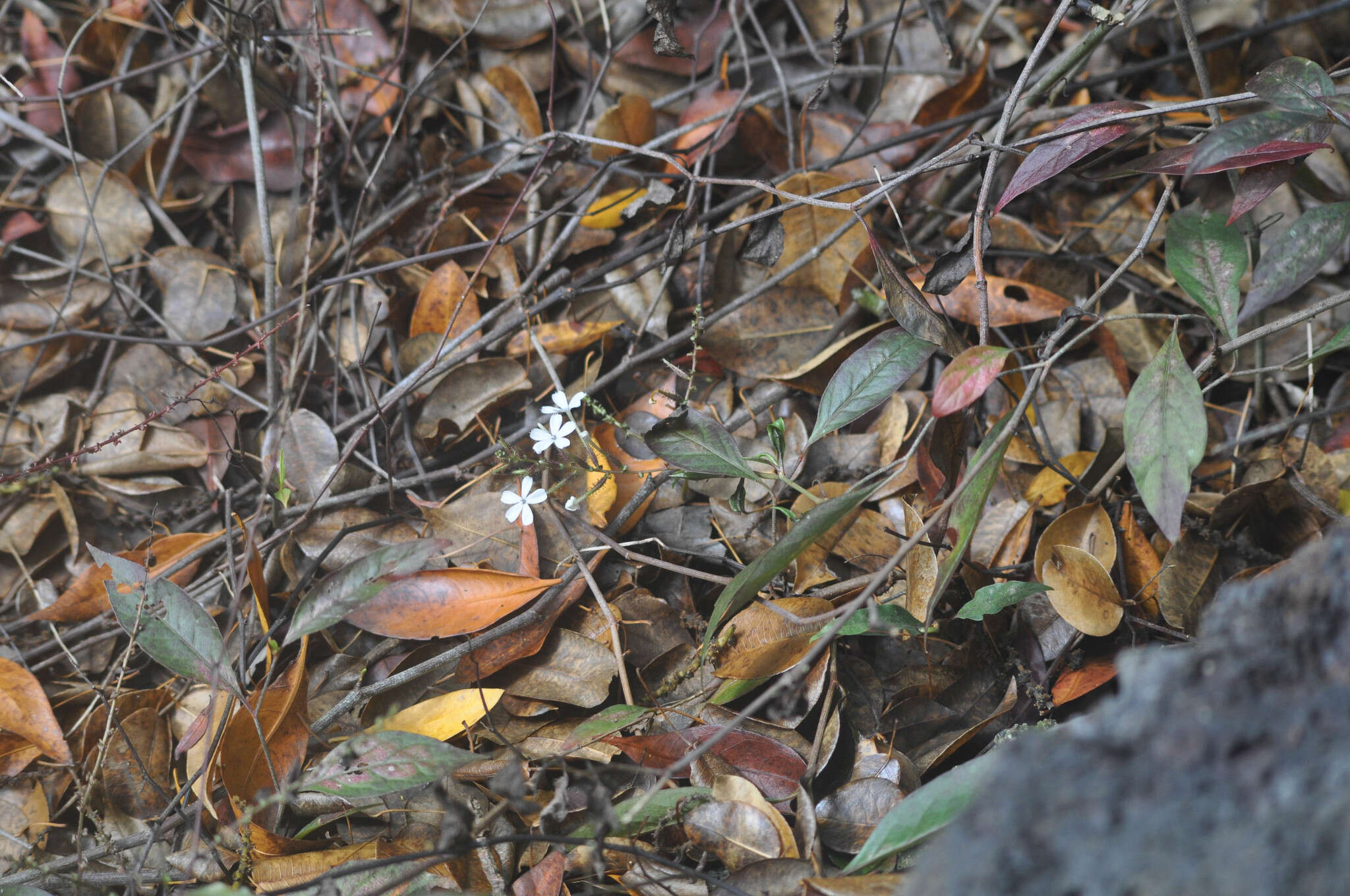 Image of wild leadwort