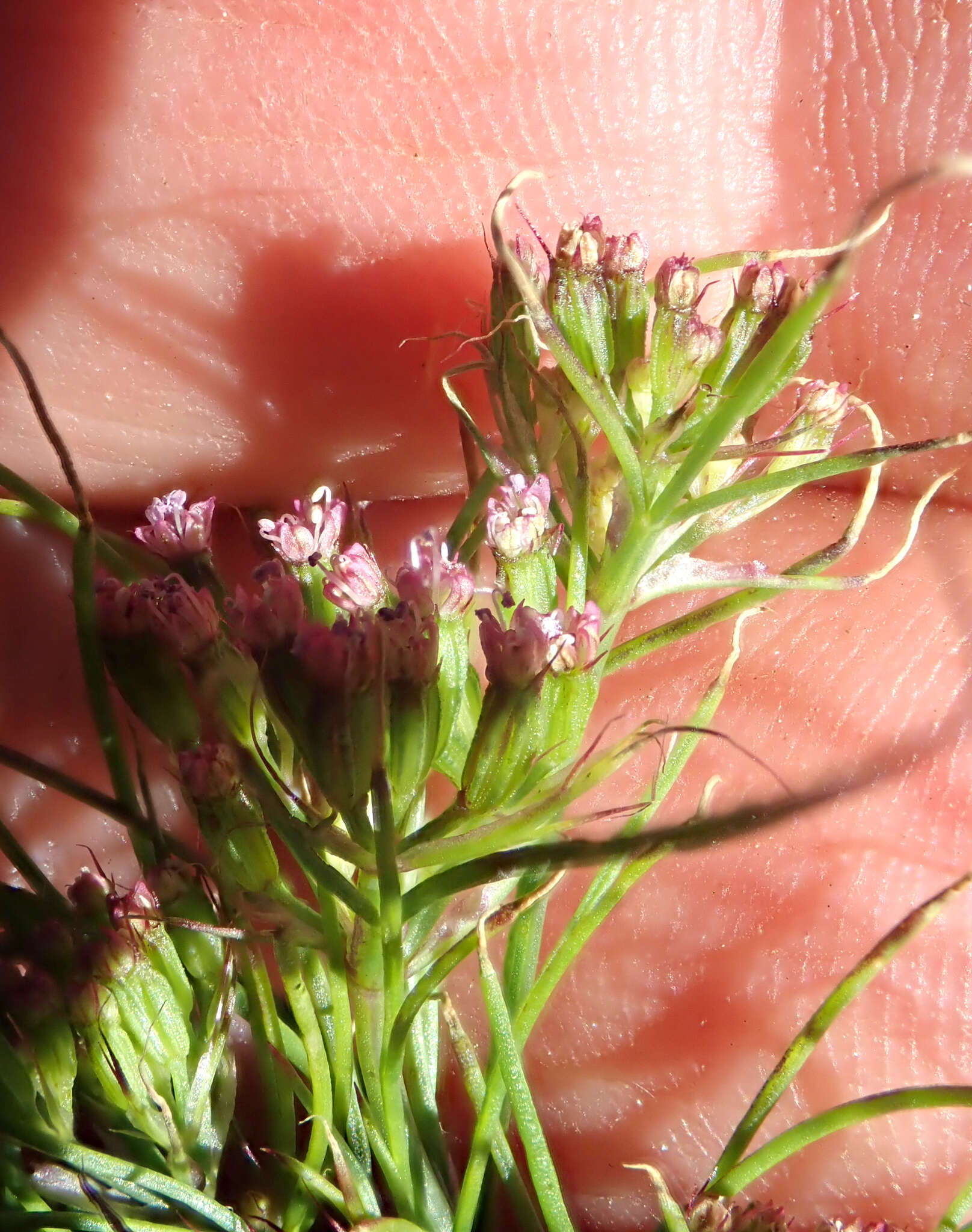 Image of cumin