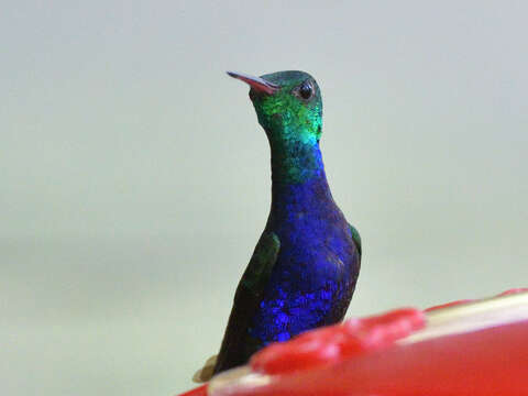 Image of Violet-bellied Hummingbird