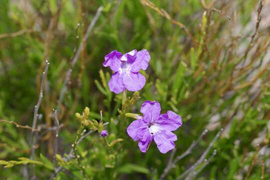 Image of groovestem bouchea