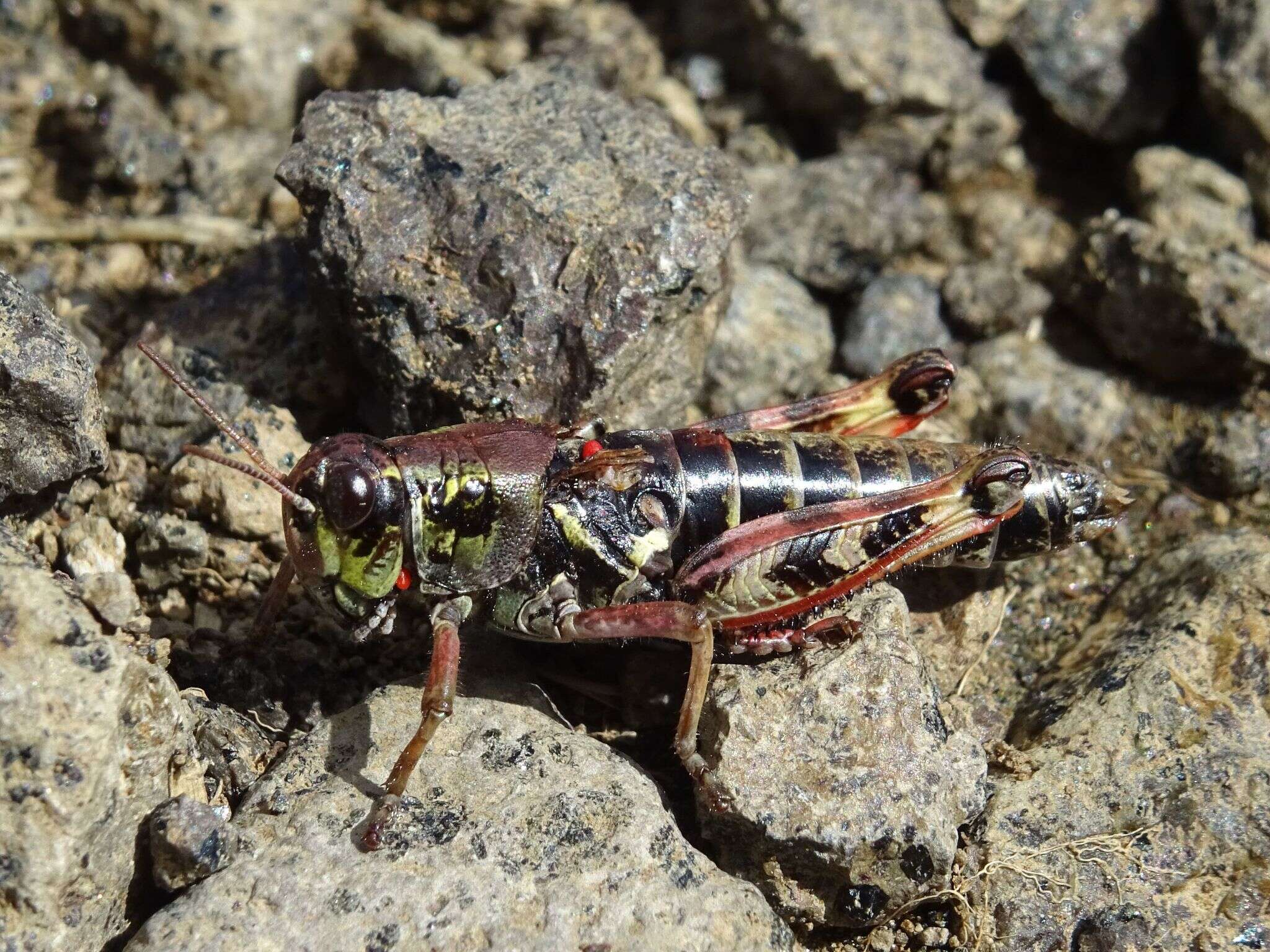 Image of Bohemanella frigida (Boheman 1846)