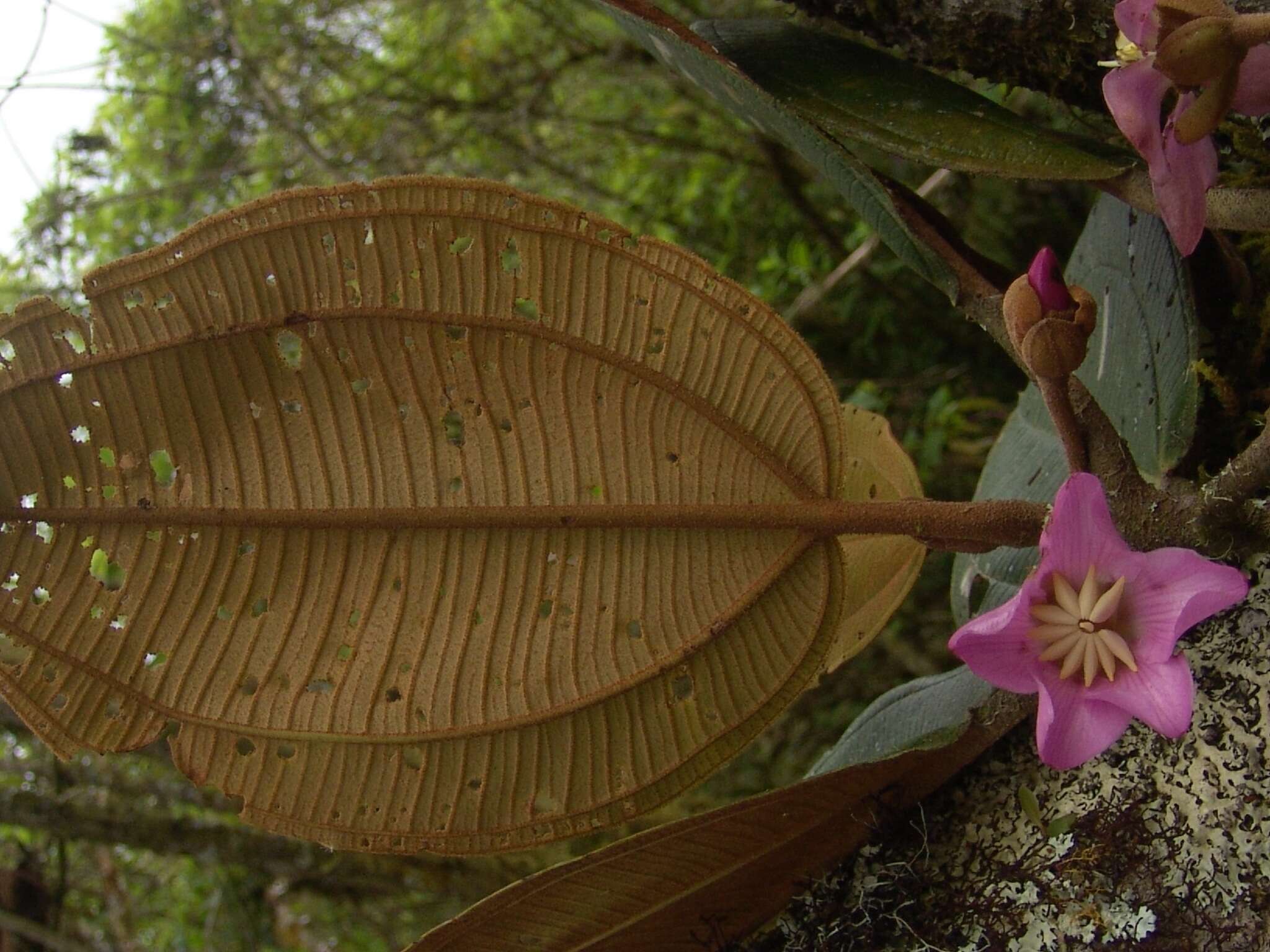 Image of Blakea rotundifolia D. Don