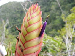 Imagem de Tillandsia compressa Bertero ex Schult. & Schult. fil.