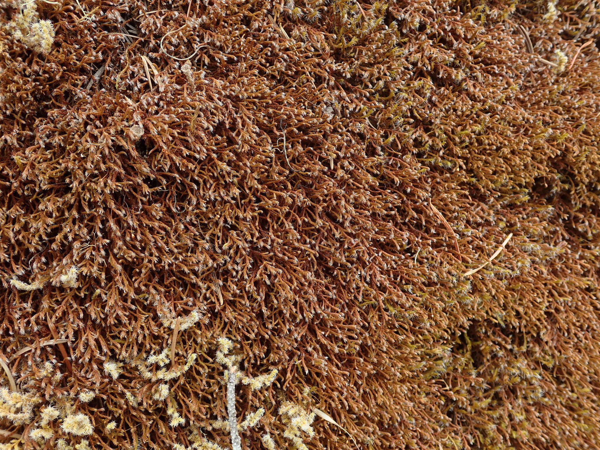 Image of California pseudobraunia moss