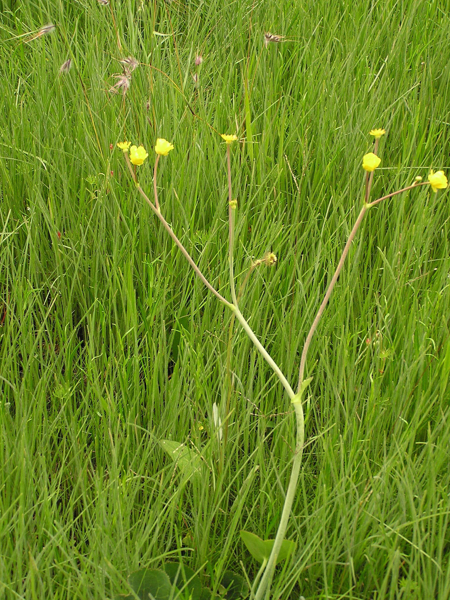 Image of Drakensberg Buttercup