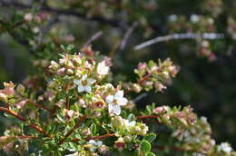 Image of Escallonia virgata (Ruiz & Pavón) Pers.