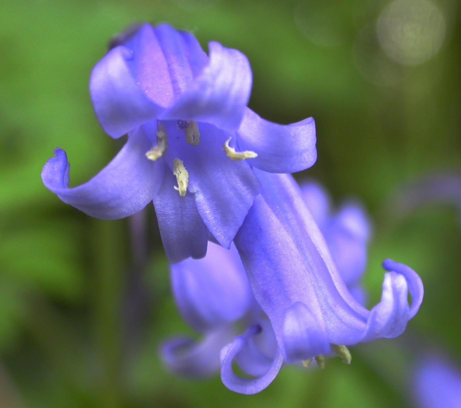 Hyacinthoides non-scripta (rights holder: Wildlife in a Dorset garden.)