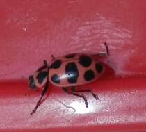 Image of Spotted Lady Beetle