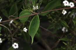 Image of Paederia ciliata (Bartl. ex DC.) Standl.