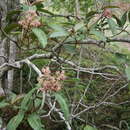 Image of Parathesis cintalapana C. L. Lundell