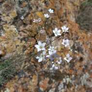 Image de Gypsophila patrinii Ser.