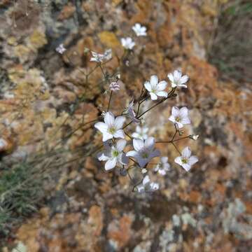 Image of Gypsophila patrinii Ser.