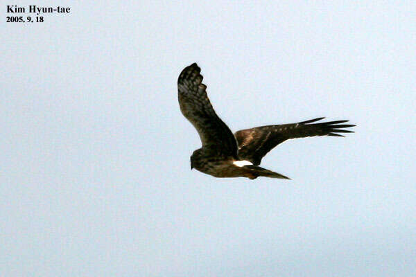 Image of Hen Harrier