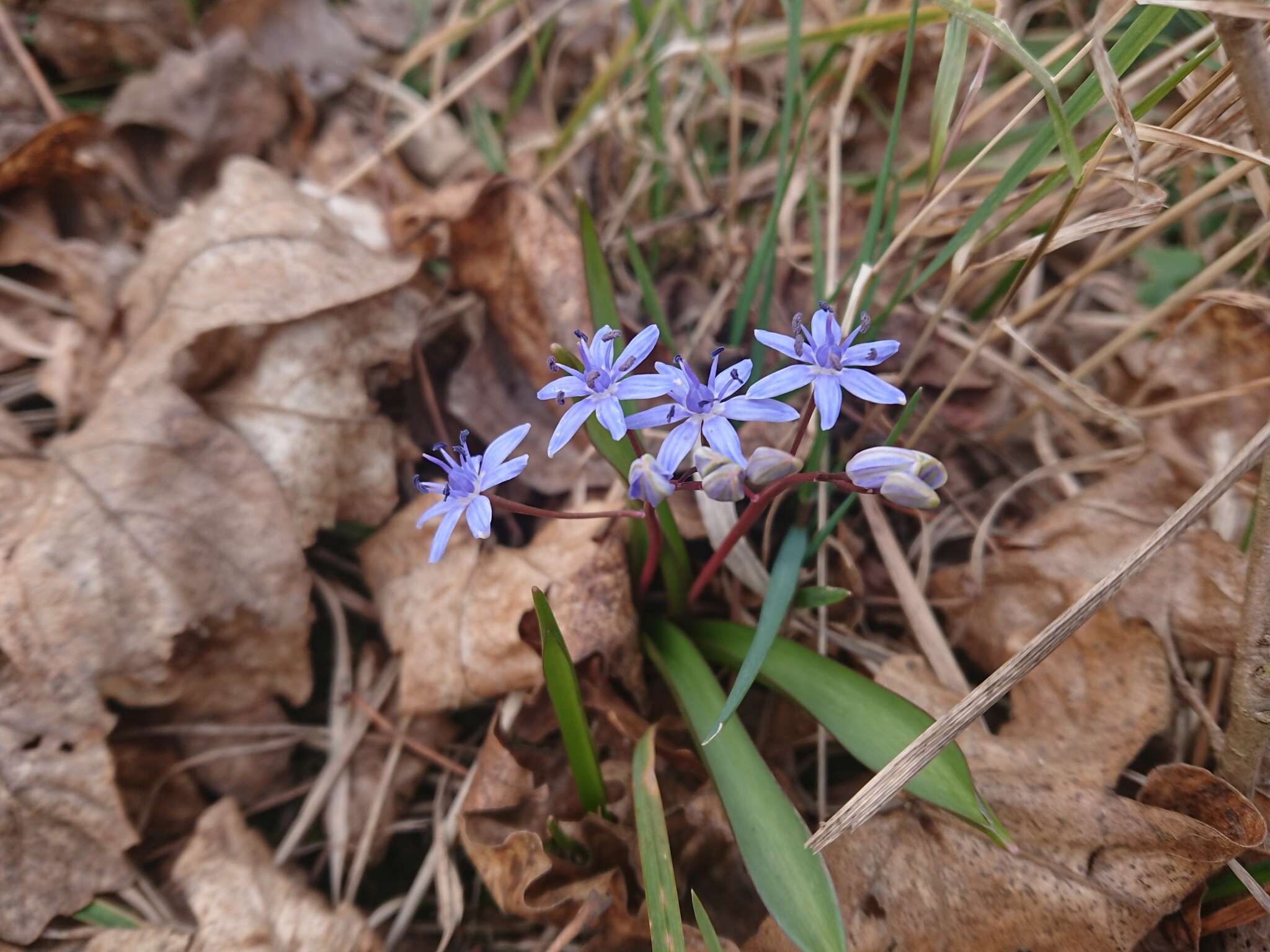 Image of Scilla vindobonensis Speta