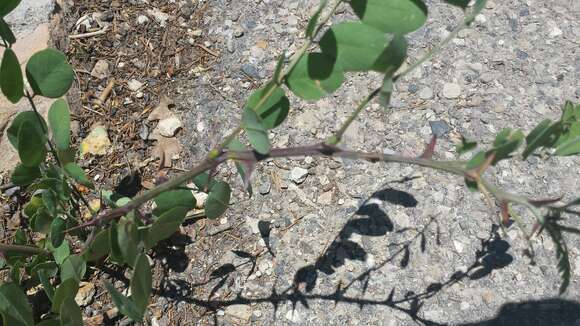 Imagem de Robinia neomexicana A. Gray