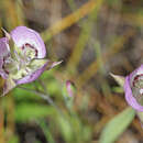 Calochortus longibarbatus var. peckii Ownbey resmi