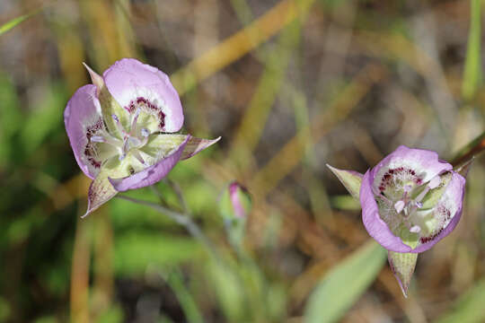 Calochortus longibarbatus var. peckii Ownbey resmi