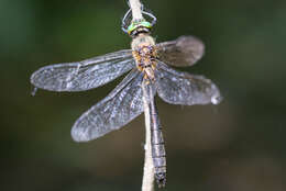 Imagem de Corduliochlora Marinov & Seidenbusch 2007