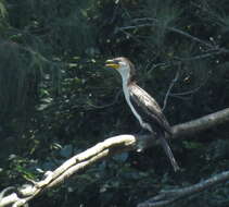 Image of Dwarf cormorants