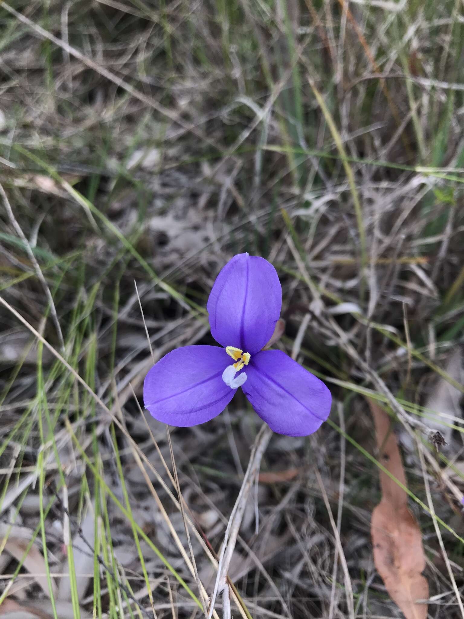 Image of Patersonia occidentalis var. occidentalis