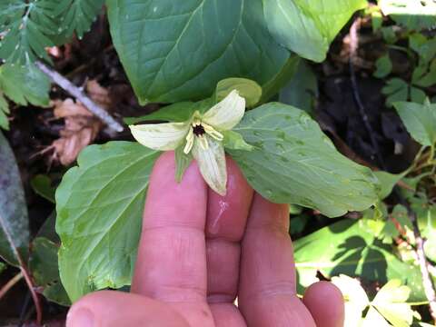 Image of Trillium erectum var. album (Michx.) Pursh