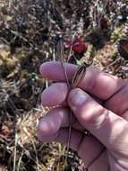 Image of Tuberous Grasspink