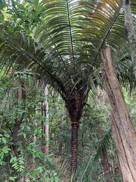 Image of Astrocaryum aculeatissimum (Schott) Burret