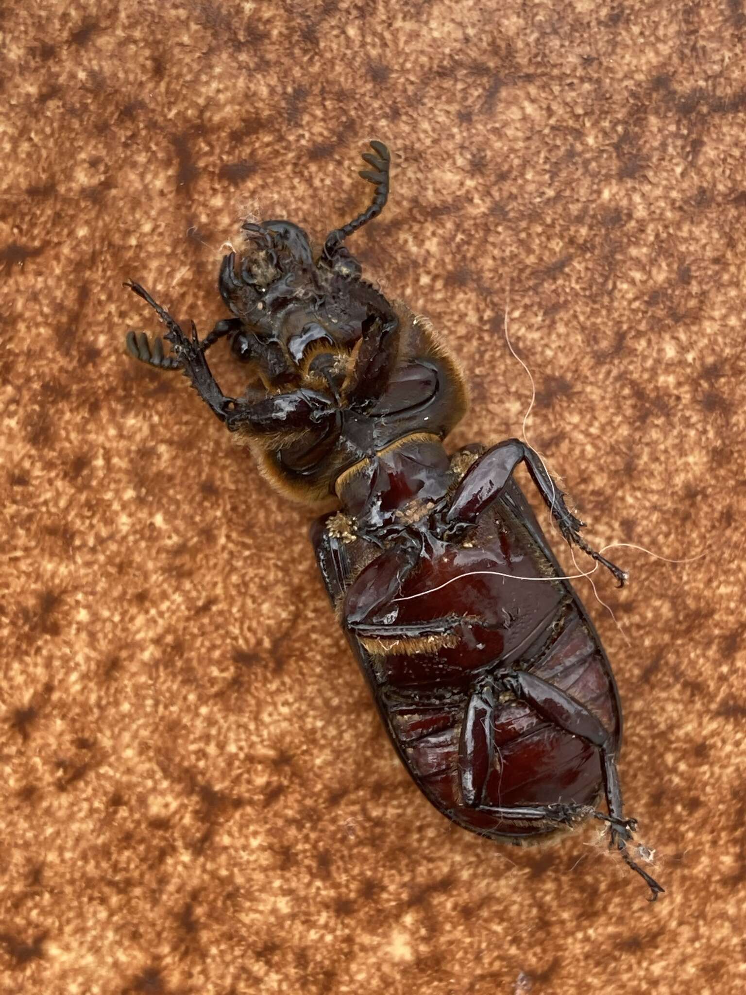 Image of Passalidae