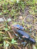 Image of Blue Crayfish