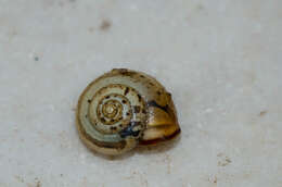 Image of Carthusian snail